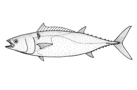 Allothunnus Fallai (Slender Tuna) Coloring Page